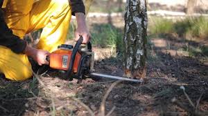 Best Tree Disease Treatment  in Prairie Heights, WA